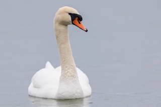 Mute Swan, ML326959001