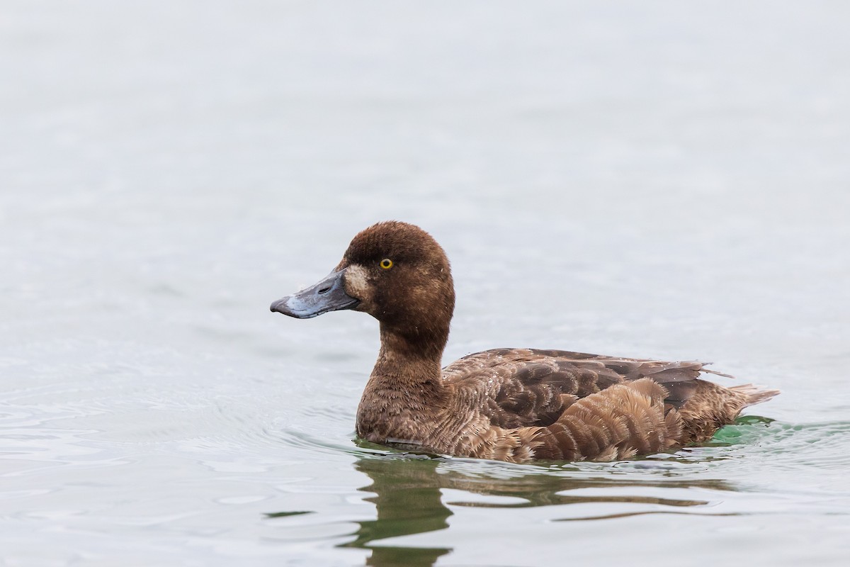 Greater Scaup - Brian Stahls