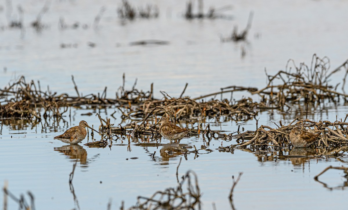 Long-billed Dowitcher - ML326959081