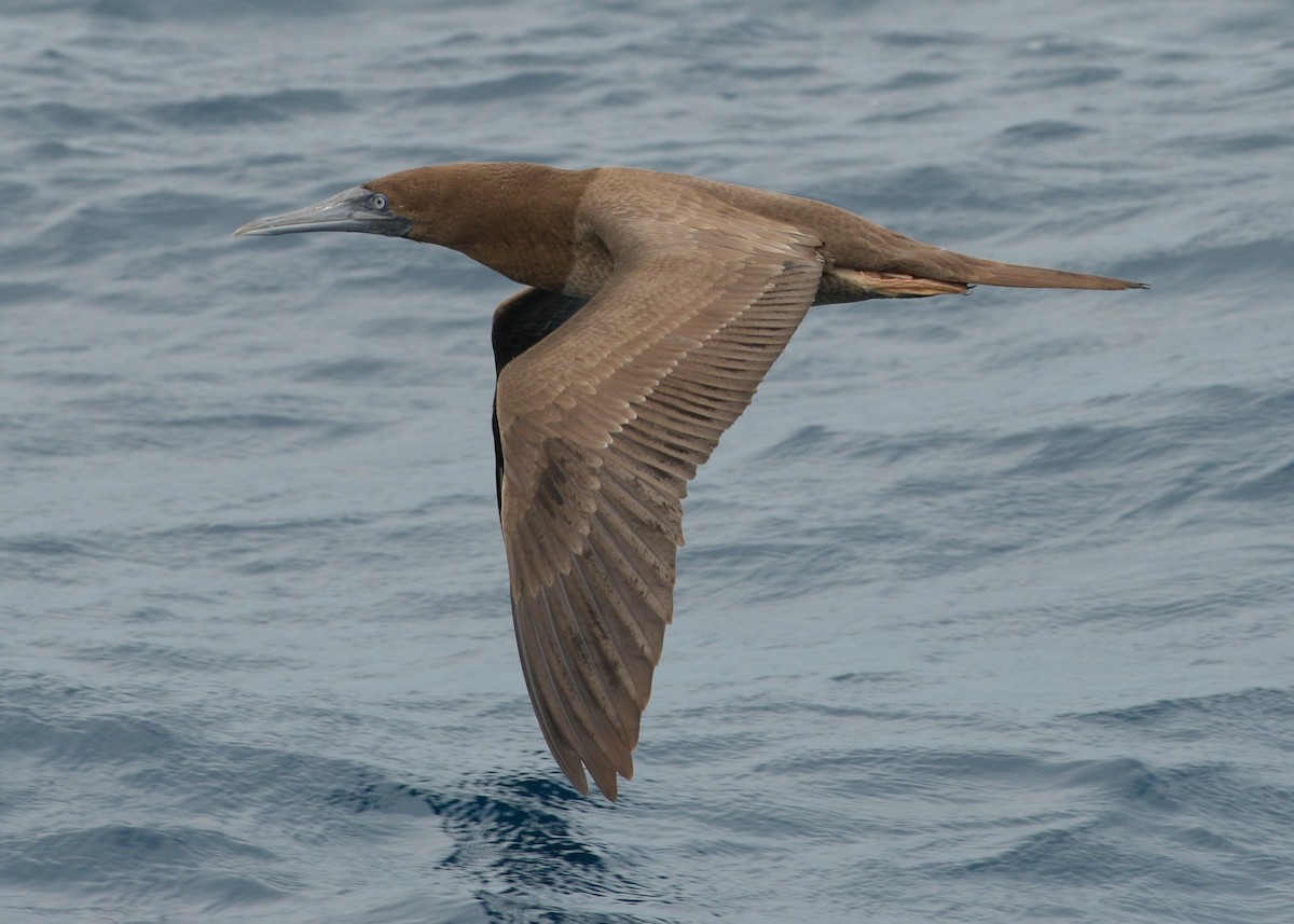 Brown Booby - ML326966041