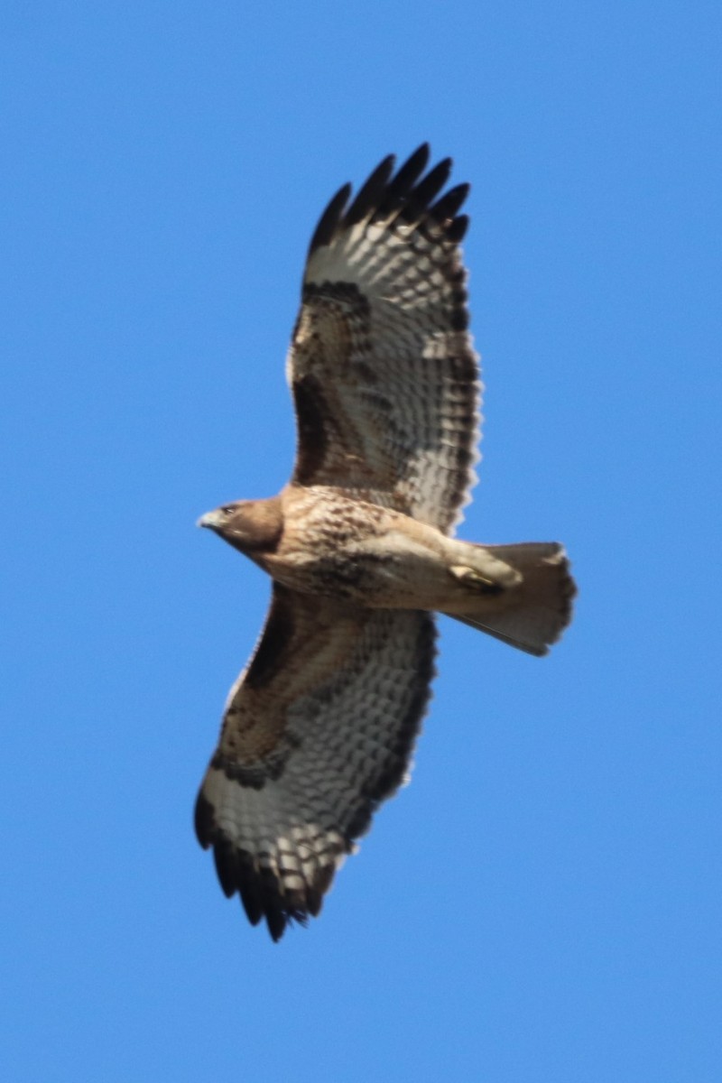 Red-tailed Hawk - ML326977331