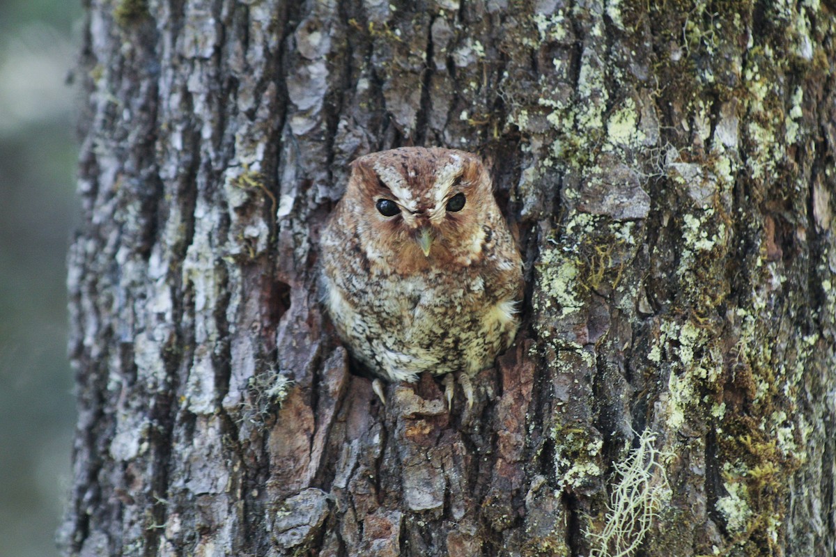Flammulated Owl - Esteban Matías (birding guide) Sierra de los Cuchumatanes Huehuetenango esteban.matias@hotmail.com                             +502 53810540