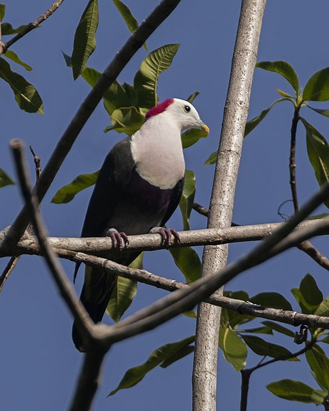 Red-naped Fruit-Dove - ML326985981