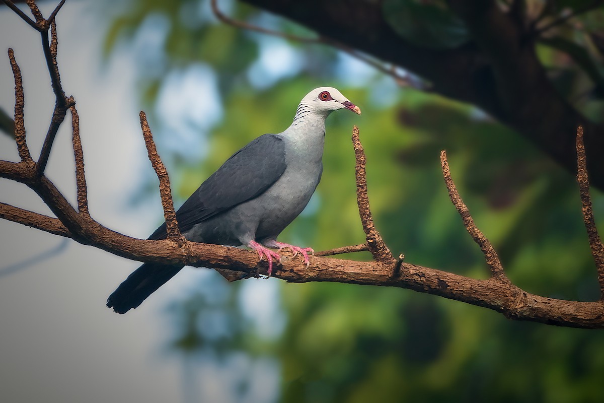 Andaman Wood-Pigeon - ML326991341