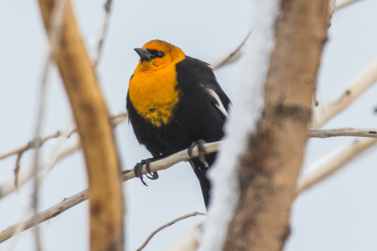 Yellow-headed Blackbird - ML326997731