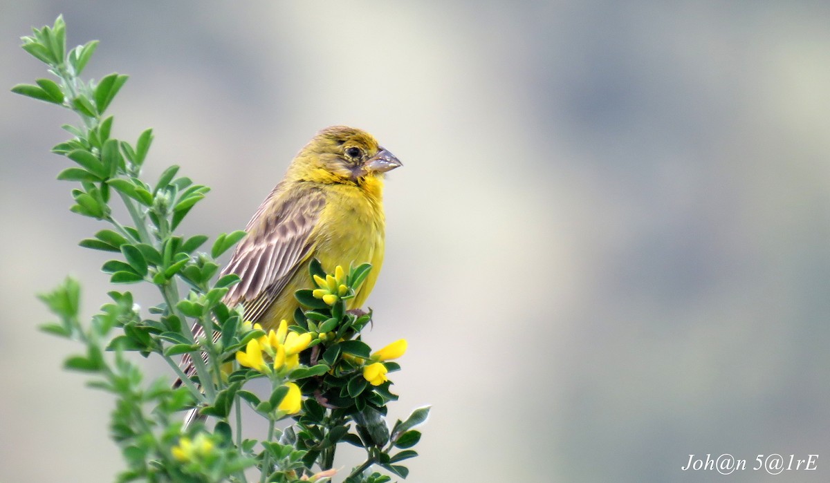 Grassland Yellow-Finch - Bucaneros de la Conservación SBC