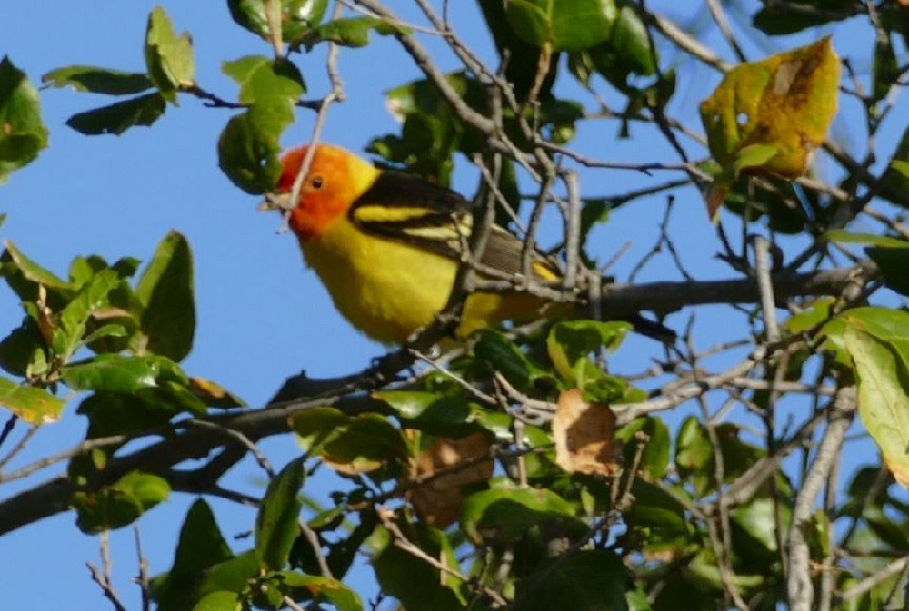 Western Tanager - ML326998911