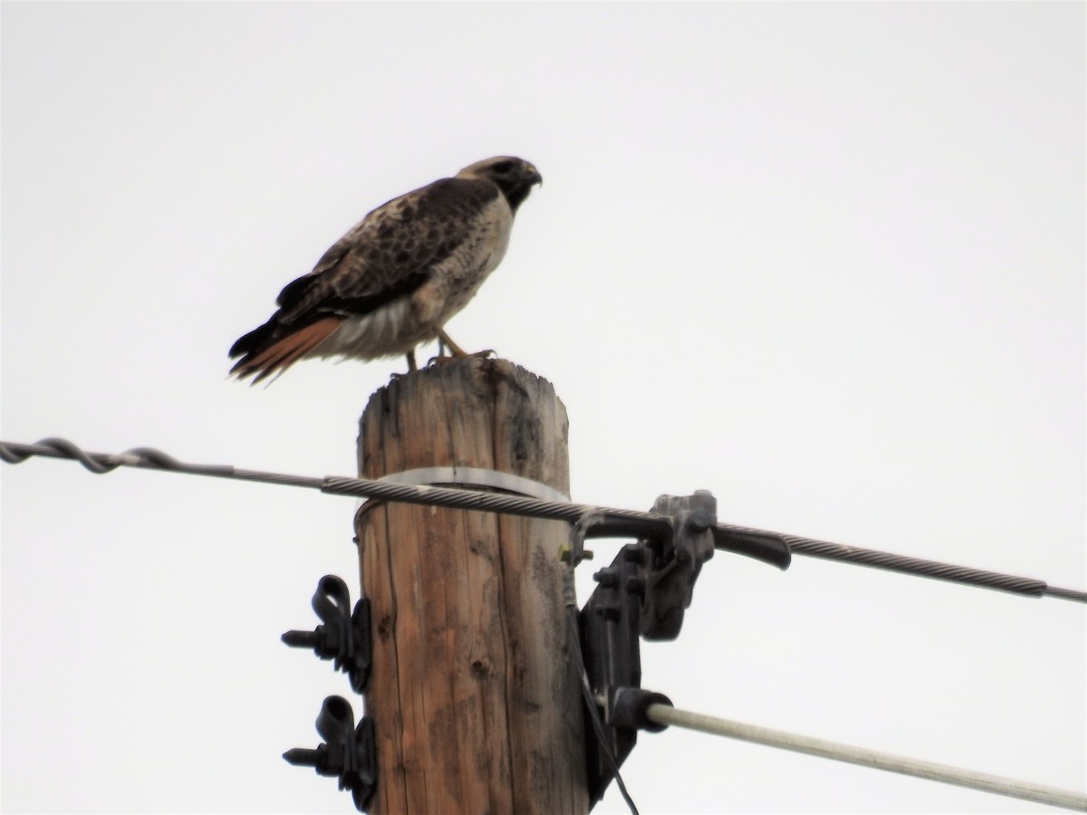 Red-tailed Hawk - ML327000181