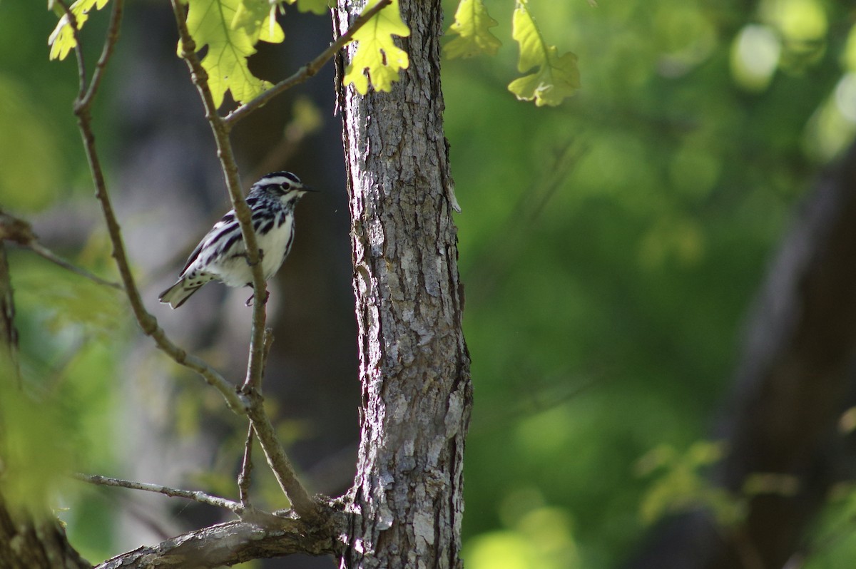 Black-and-white Warbler - ML327015141
