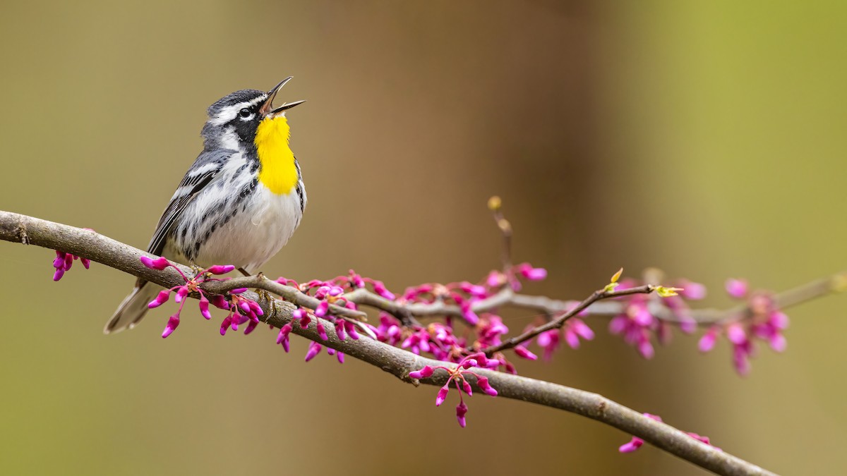 Yellow-throated Warbler - ML327015601