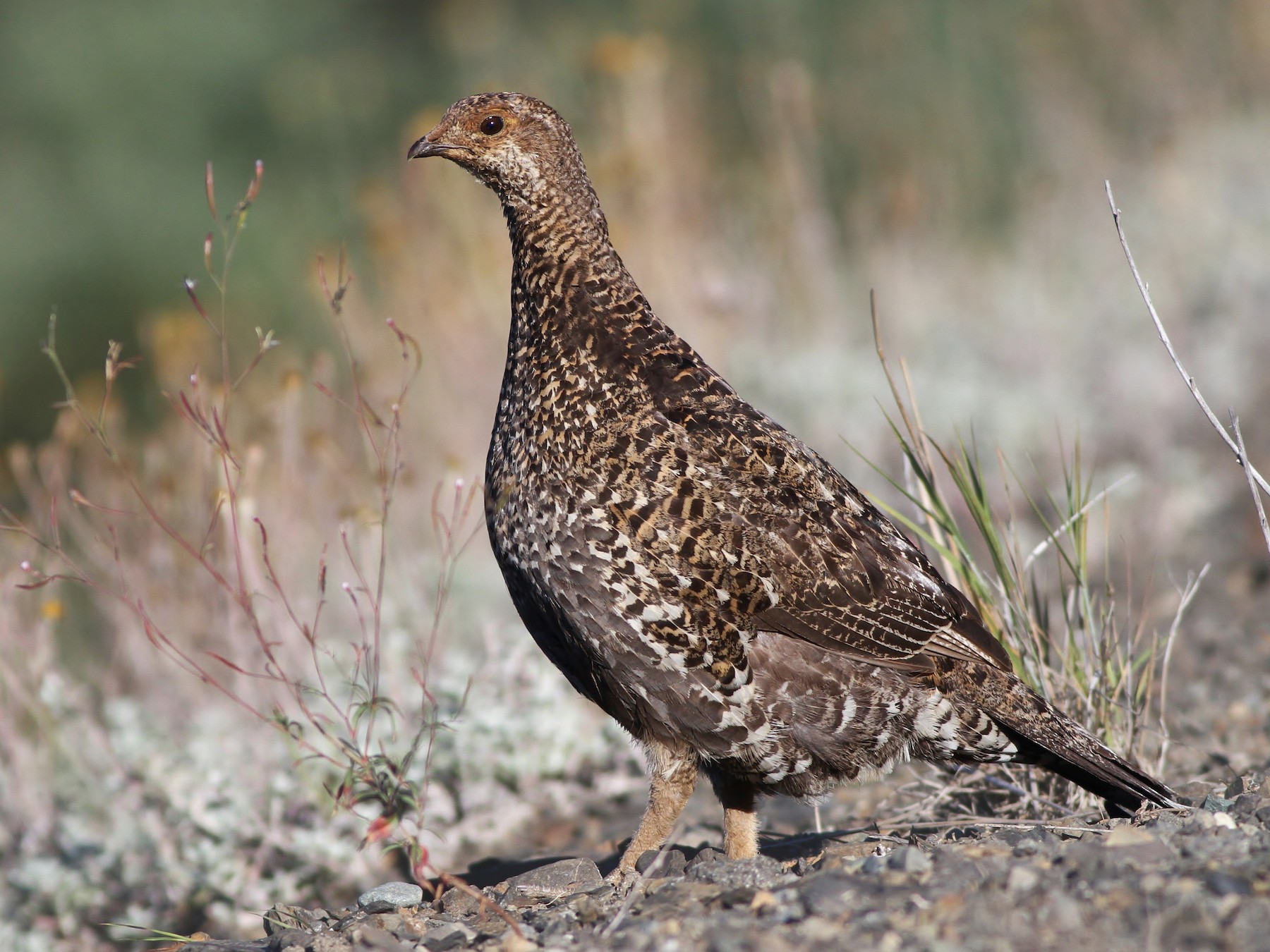 Sooty Grouse - Alex Lamoreaux