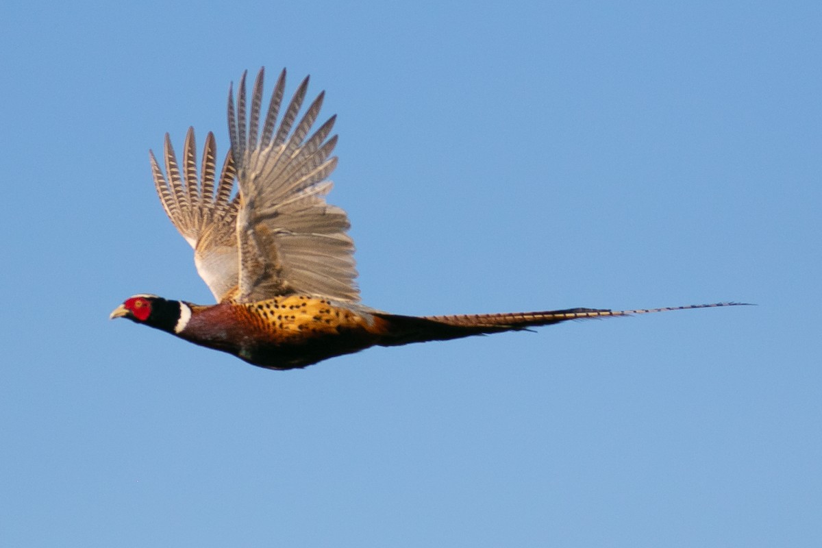 Ring-necked Pheasant - ML327018091