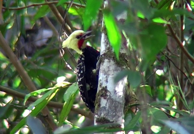 Blond-crested Woodpecker - ML327036241