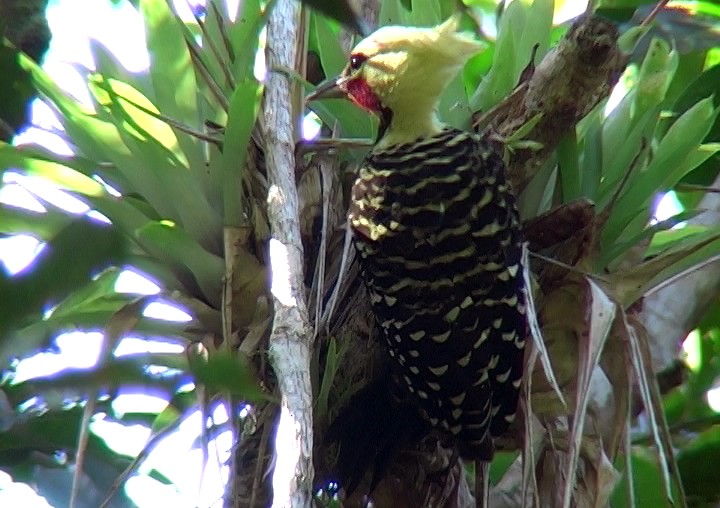 Blond-crested Woodpecker - ML327036251