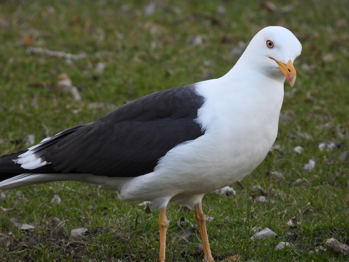 Lesser Black-backed Gull - Maciej Sacewicz