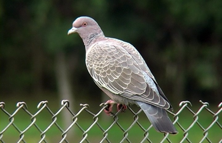 Pigeon picazuro - ML327041851