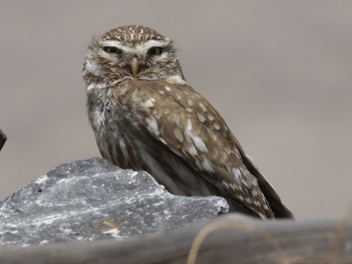 Little Owl - Bhargavi U