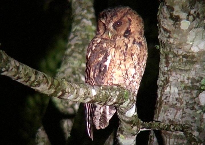 Long-tufted Screech-Owl - Josep del Hoyo