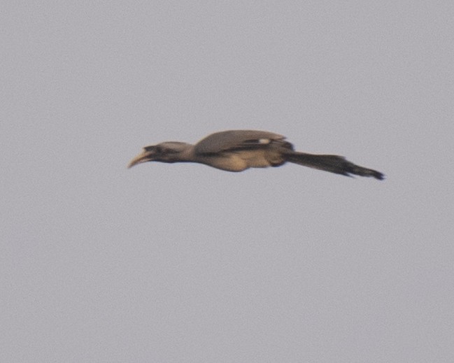 Indian Gray Hornbill - ML327053591