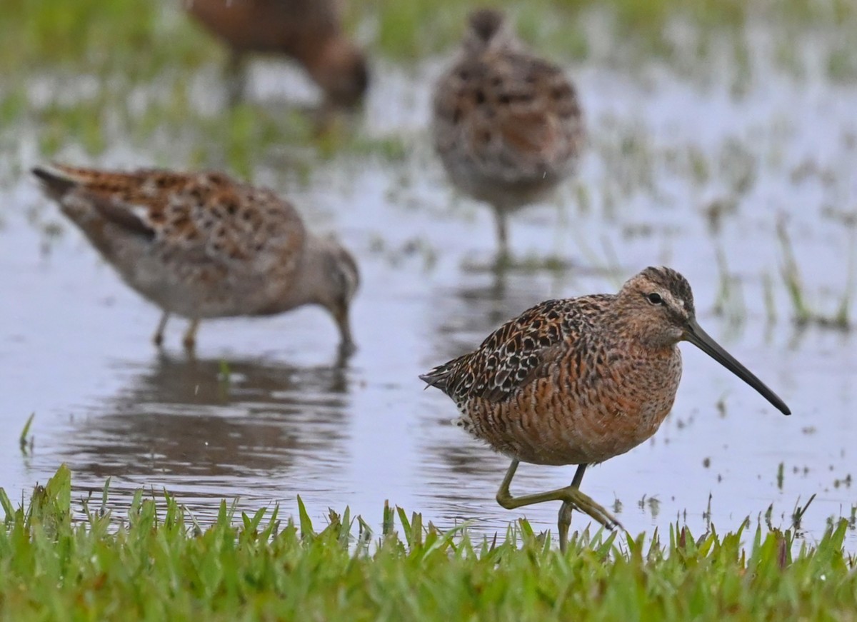 Long-billed Dowitcher - ML327055211