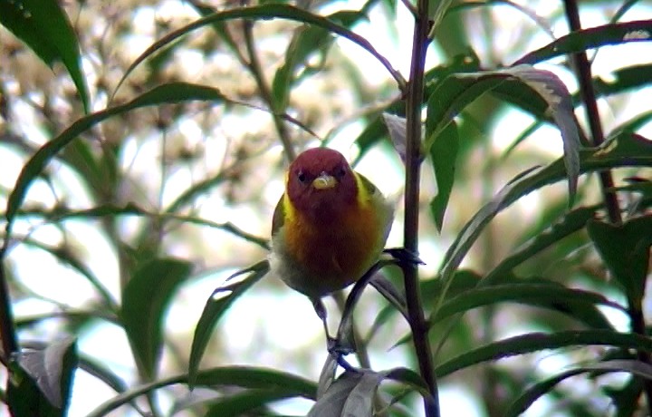 Rufous-headed Tanager - ML327058511