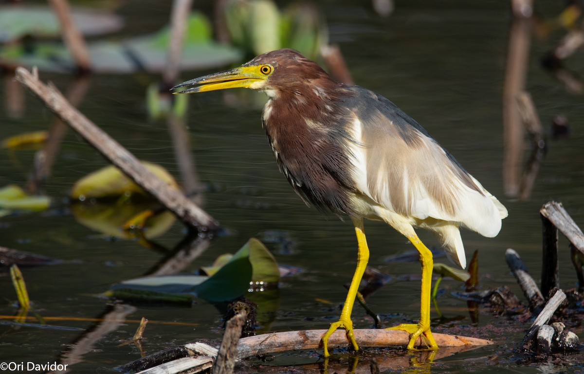 Chinese Pond-Heron - Ori Davidor
