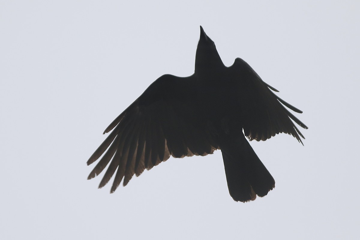 Fish Crow - Karl Bardon