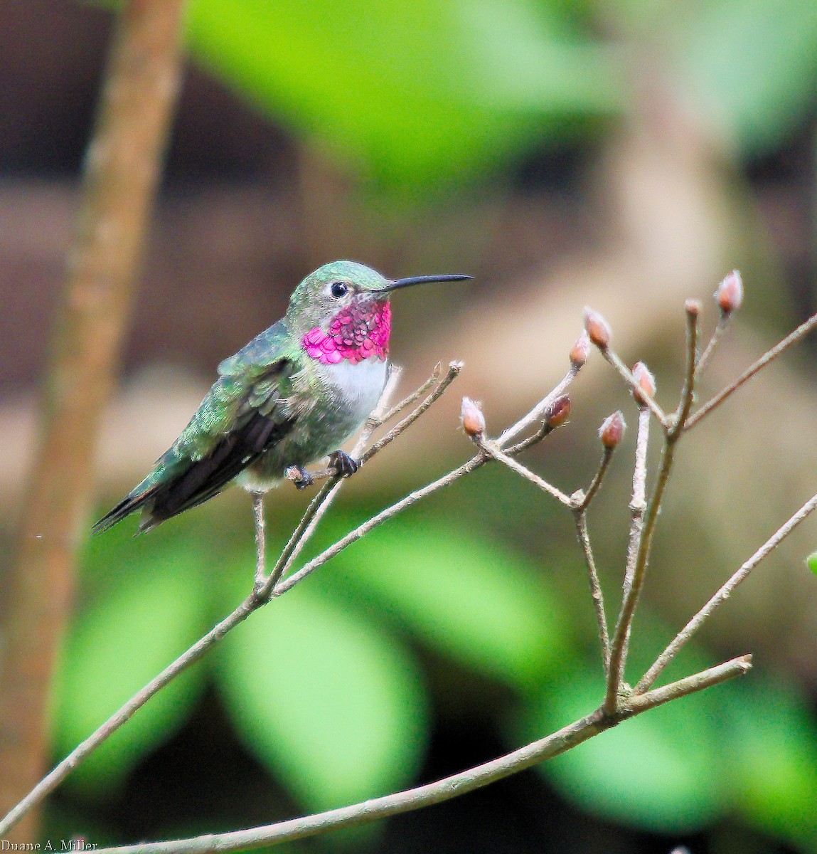 Broad-tailed Hummingbird - ML327065251