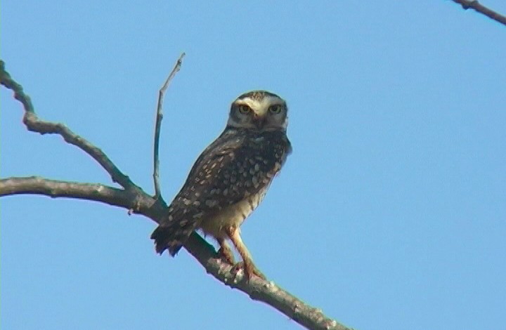 Burrowing Owl (Southern) - Josep del Hoyo