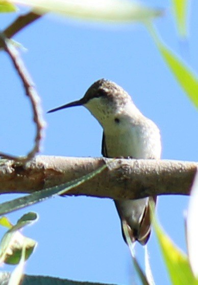 Black-chinned Hummingbird - Ken Pulvino