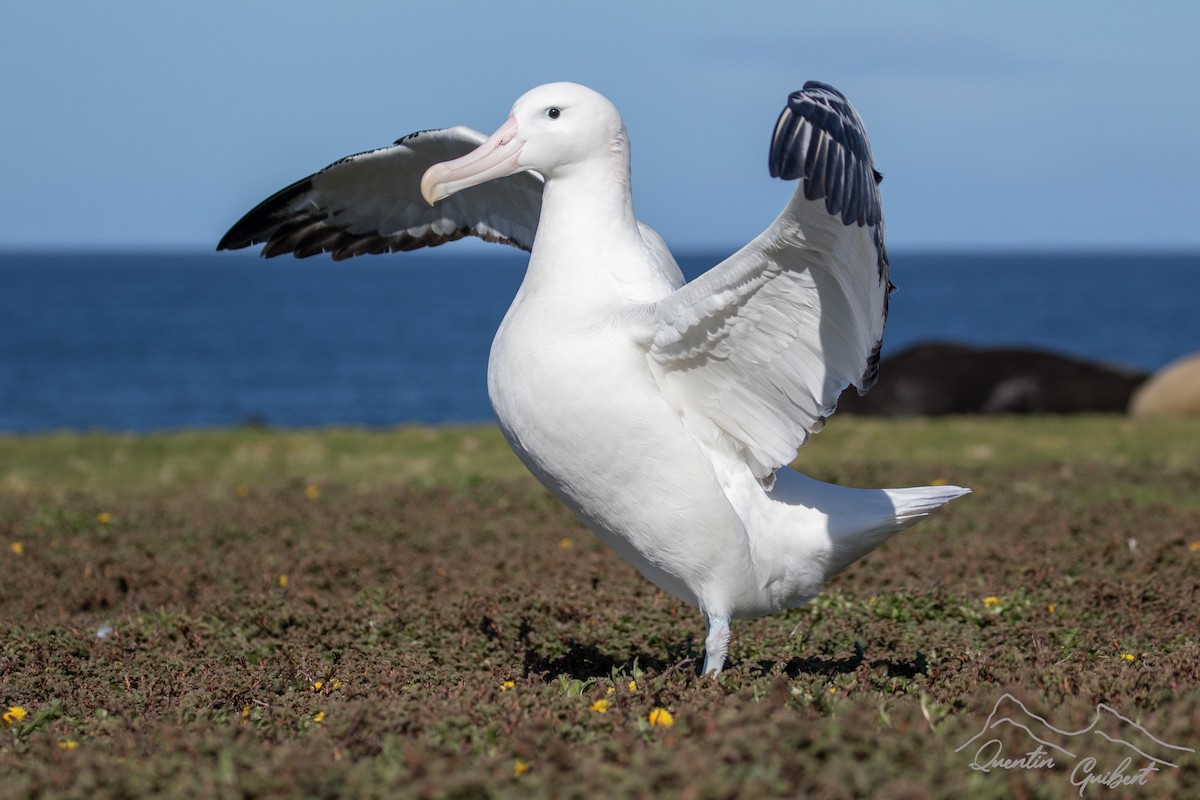 albatros stěhovavý - ML327073571