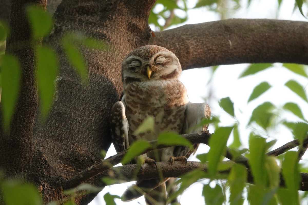 Spotted Owlet - ML327074621