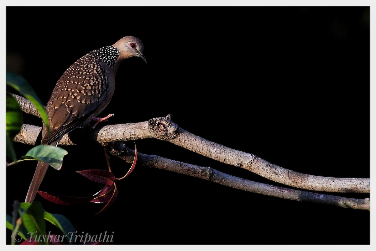 Spotted Dove - Tushar Tripathi