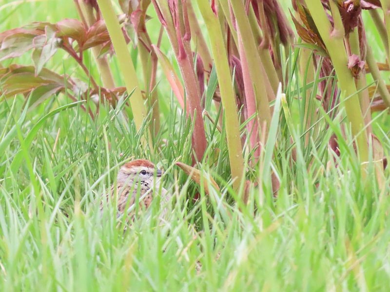 Chipping Sparrow - Tracy The Birder