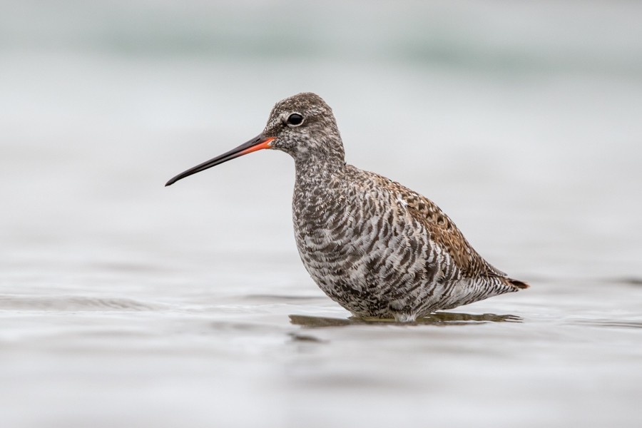 Spotted Redshank - ML327078281