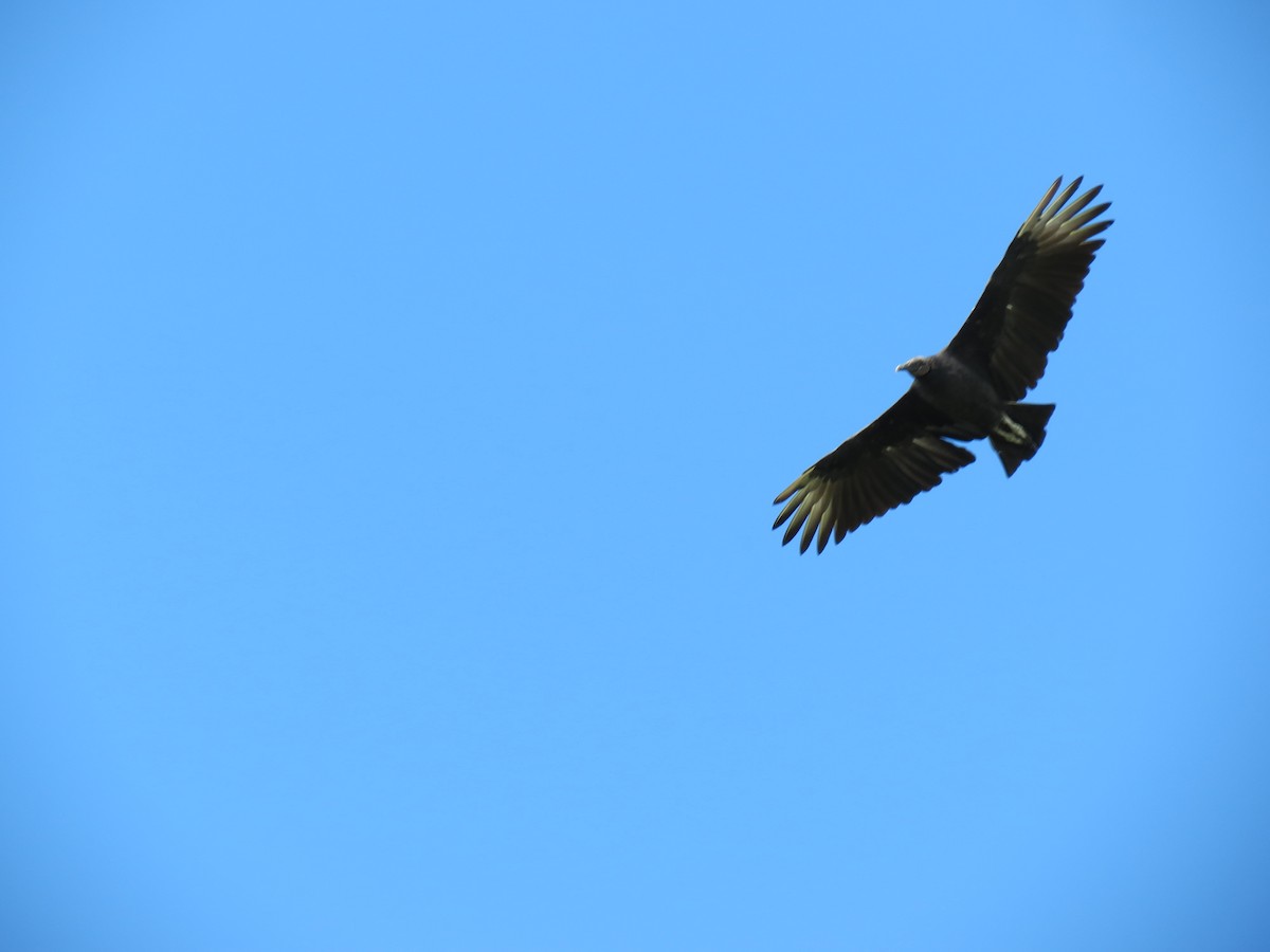 Black Vulture - Sara Miller