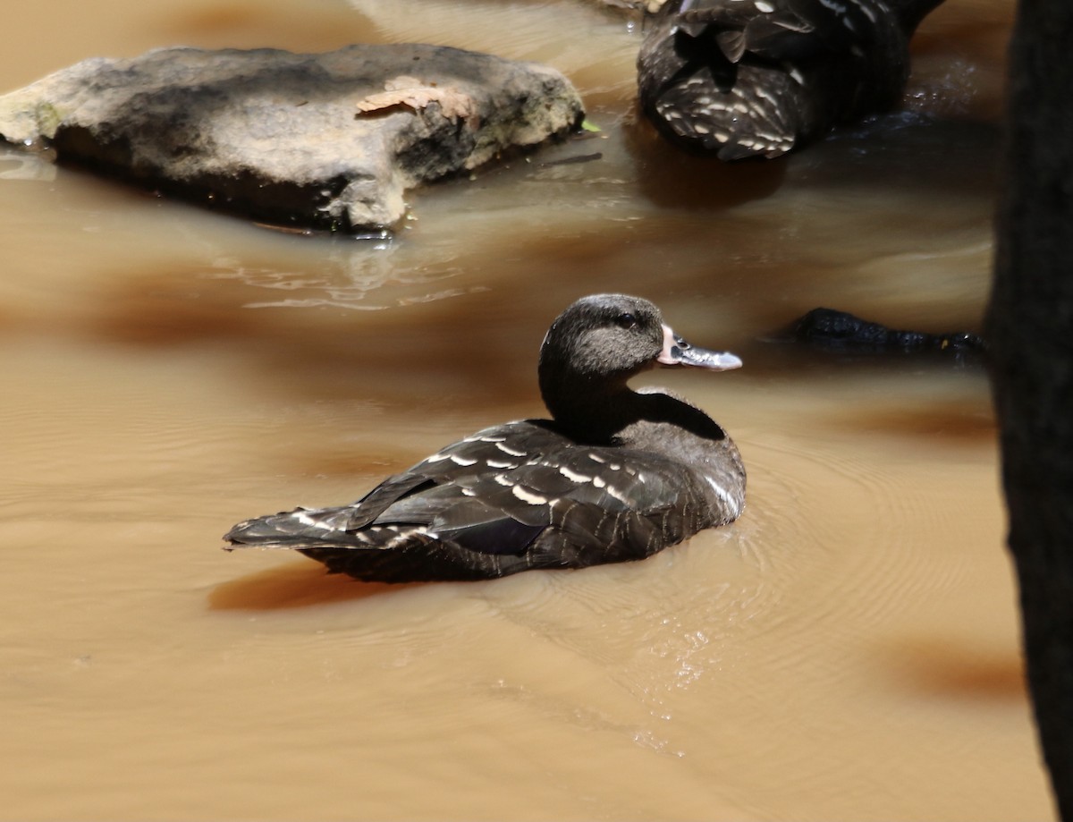 African Black Duck - Brigitte Tombers