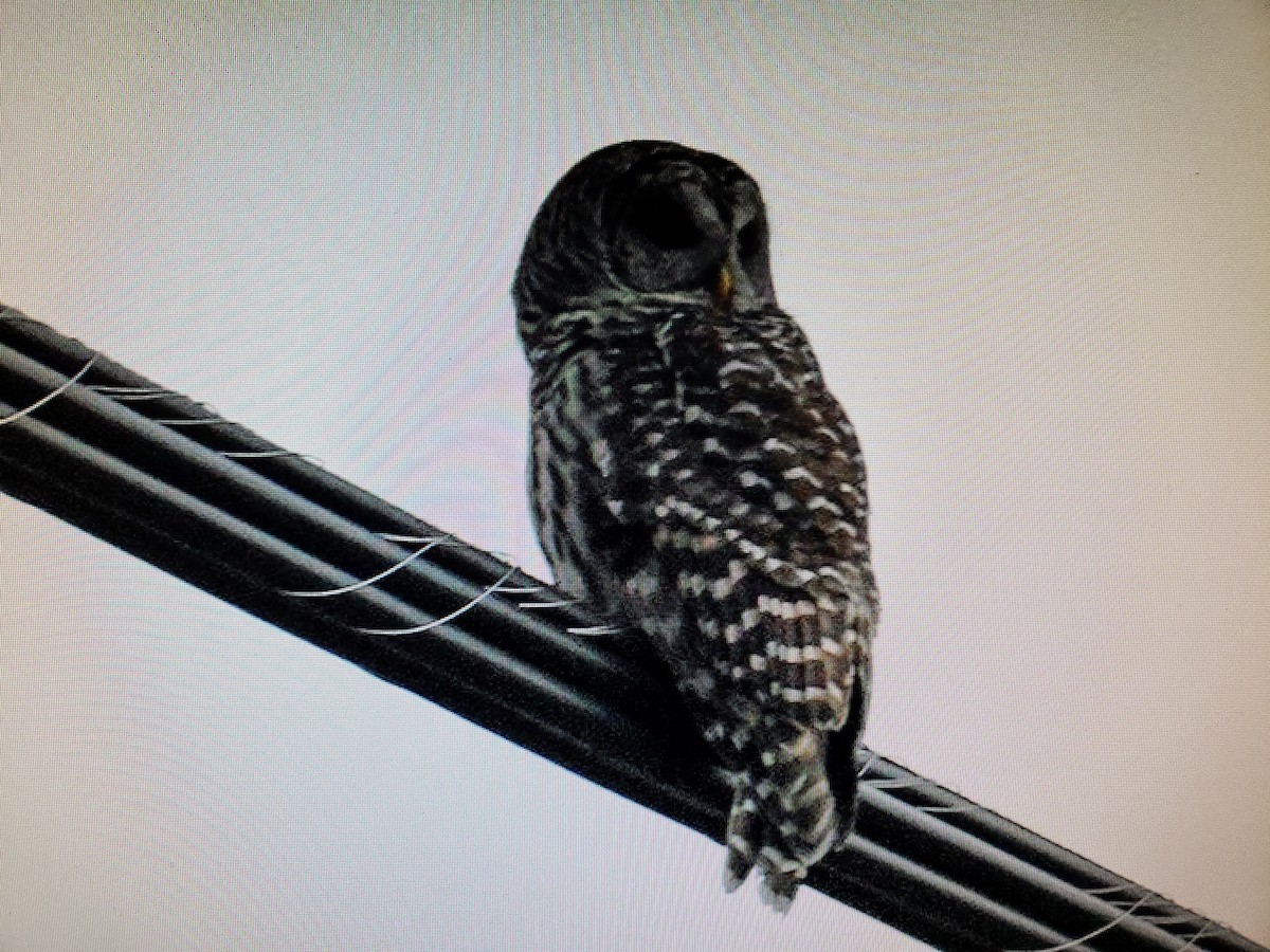 Barred Owl - ML327083901