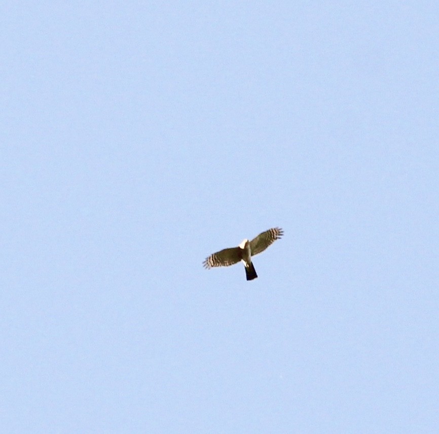 Eurasian Sparrowhawk - Grady Singleton