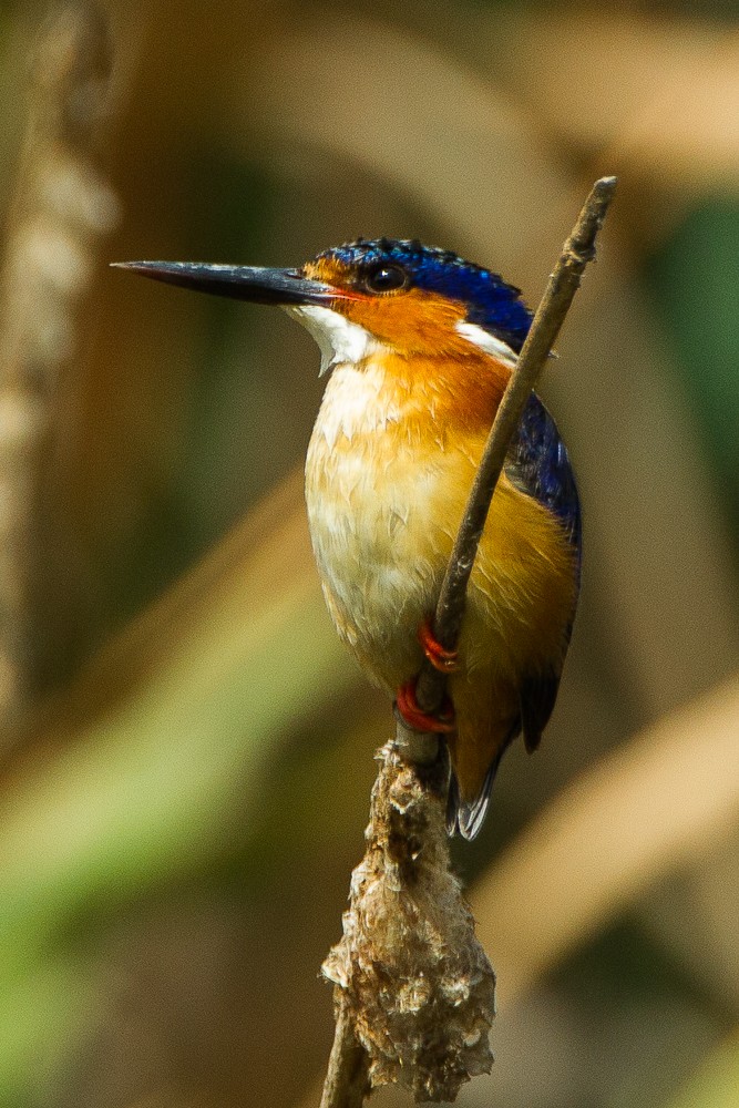 Malagasy Kingfisher - ML327088771