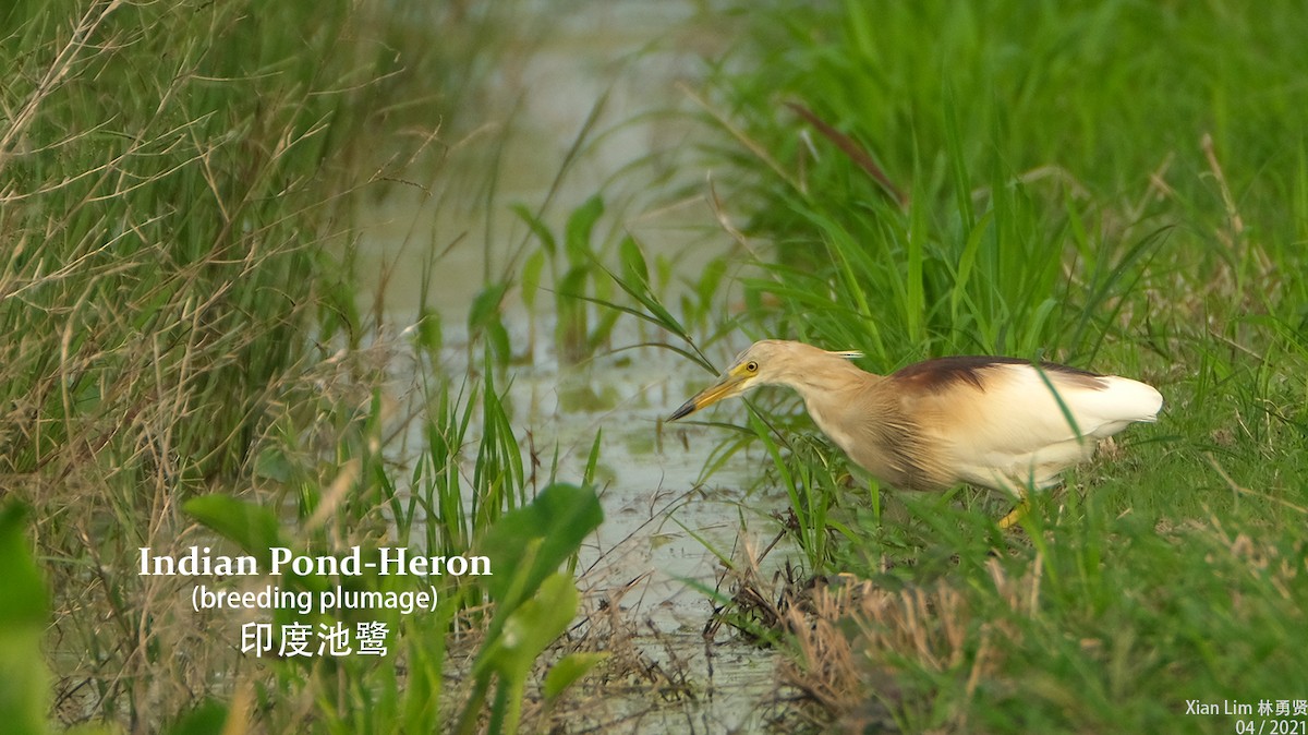 Indian Pond-Heron - ML327089611
