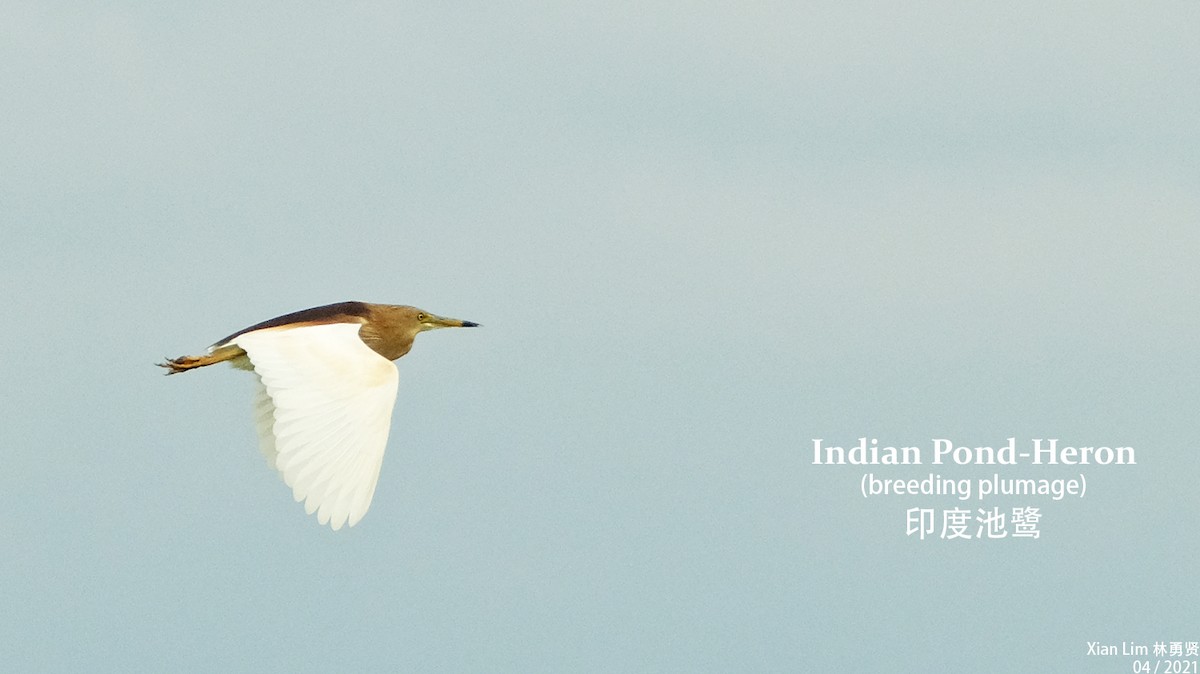Indian Pond-Heron - ML327089711