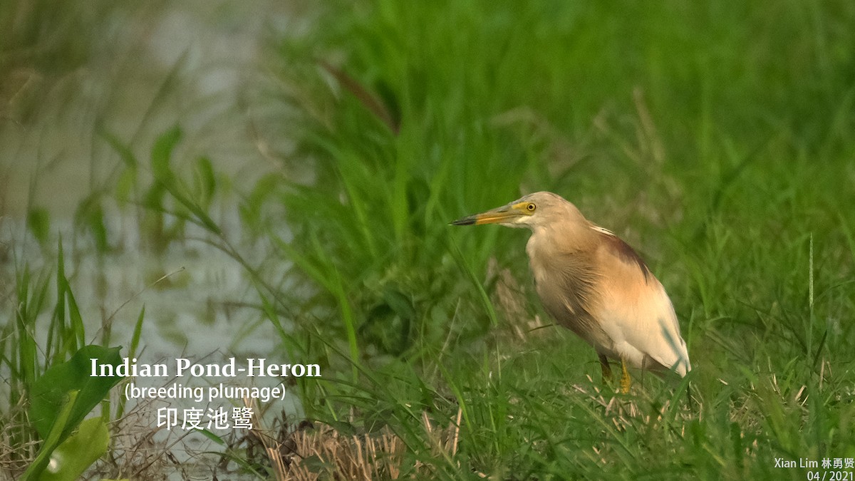 Indian Pond-Heron - ML327089751