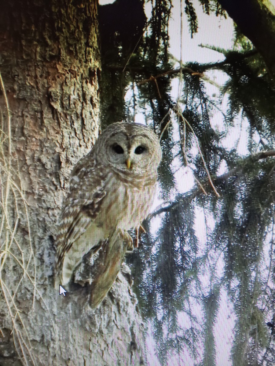 Barred Owl - ML327095701