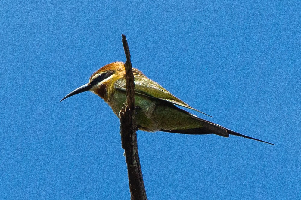Madagascar Bee-eater - Francesco Veronesi