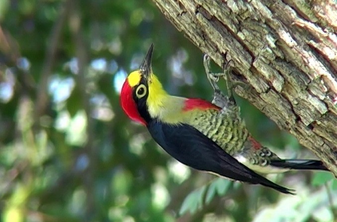 Yellow-fronted Woodpecker - ML327100801