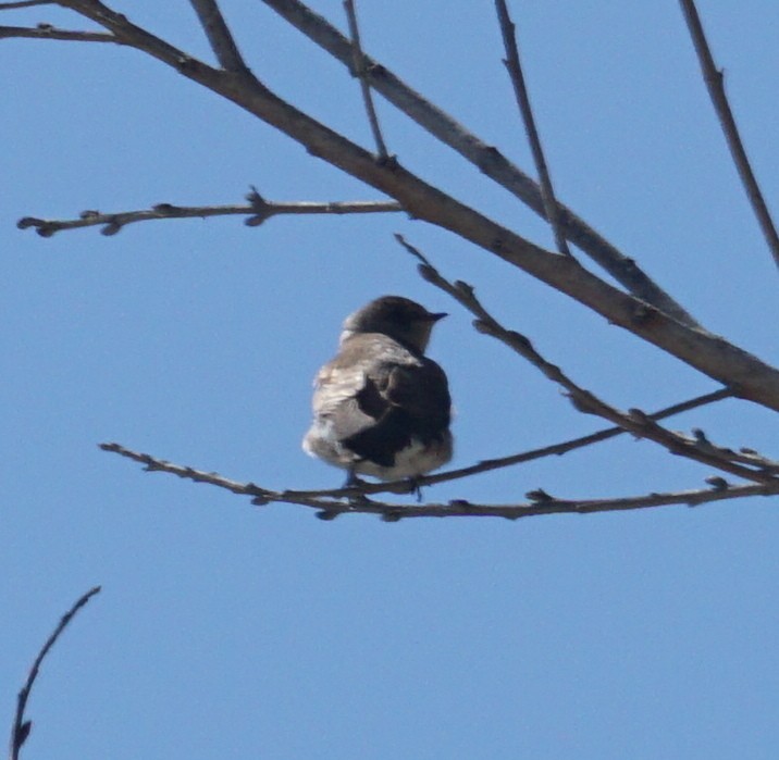Northern Rough-winged Swallow - ML327100881