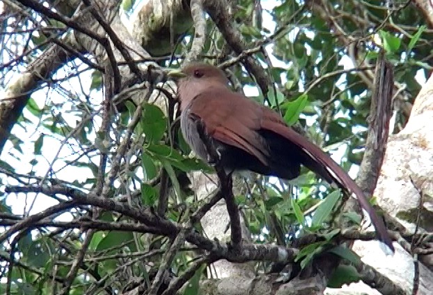 Squirrel Cuckoo (Amazonian) - ML327103861