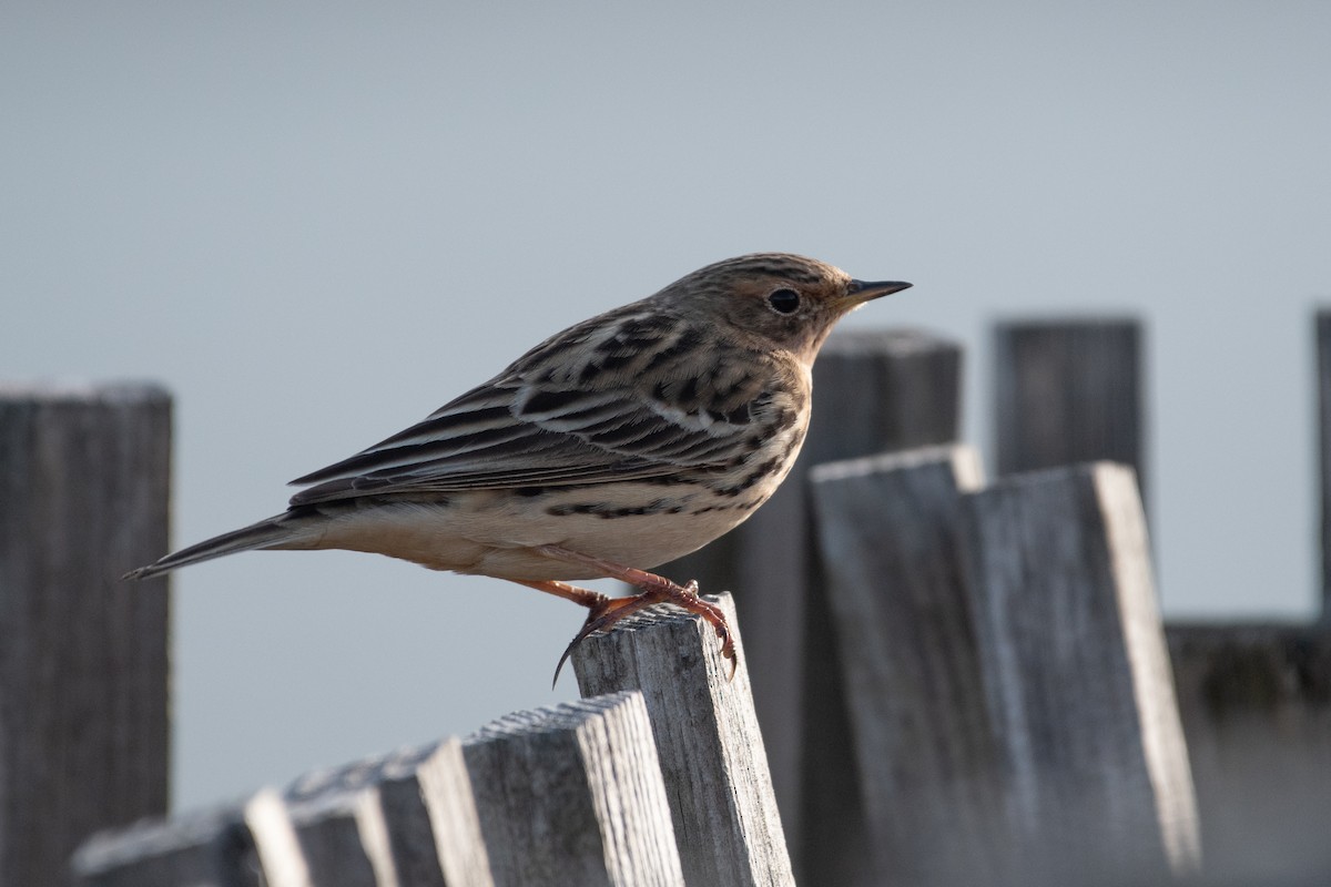 Red-throated Pipit - ML327104081