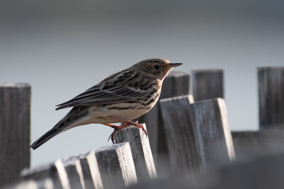 Red-throated Pipit - ML327104141